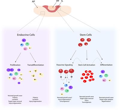 Pituitary Remodeling Throughout Life: Are Resident Stem Cells Involved?